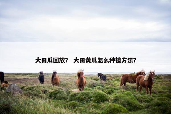 大田瓜回放？ 大田黄瓜怎么种植方法？