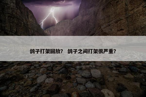 鸽子打架回放？ 鸽子之间打架很严重？