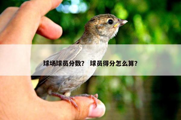 球场球员分数？ 球员得分怎么算？